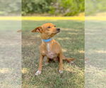Small #3 Chihuahua Mix