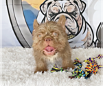 Small #1 French Bulldog