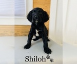 Small Photo #7 English Setter-Irish Setter Mix Puppy For Sale in COOKEVILLE, TN, USA