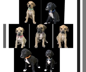 Great Dane Puppy for sale in CANTON, GA, USA