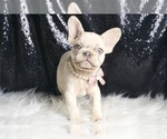 Small Photo #73 French Bulldog Puppy For Sale in WARSAW, IN, USA
