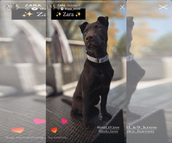 Medium Photo #1 Chinese Shar-Pei-Unknown Mix Puppy For Sale in Oro Medonte, Ontario, Canada