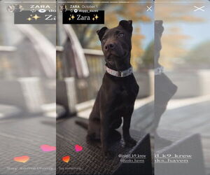 Chinese Shar-Pei-Unknown Mix Dogs for adoption in Oro Medonte, Ontario, Canada