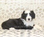 Small #1 Miniature Bernedoodle