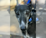 Small #1 Greyhound