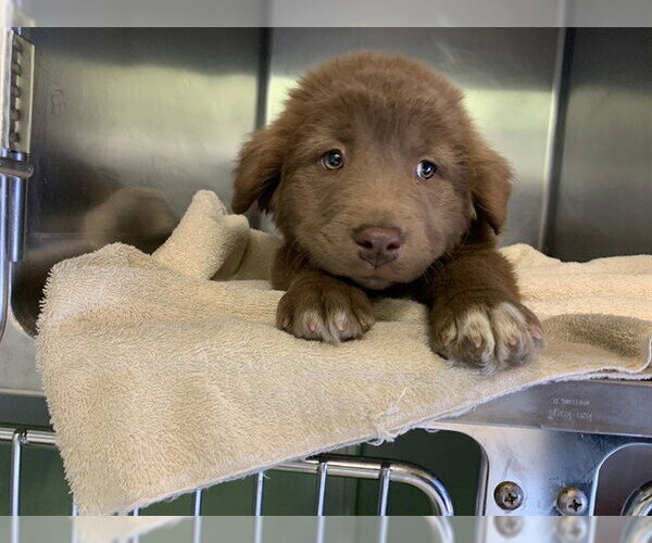 Medium Photo #1 Labrador Retriever-Unknown Mix Puppy For Sale in Grand Prairie, TX, USA