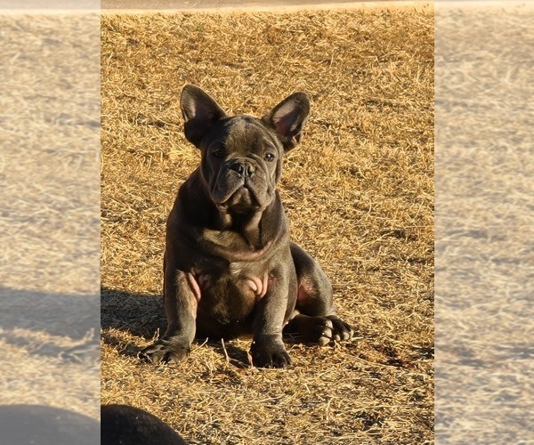 Full screen Photo #9 French Bulldog Puppy For Sale in EDMOND, OK, USA