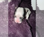 Image preview for Ad Listing. Nickname: CHRISTMAS PUPPY