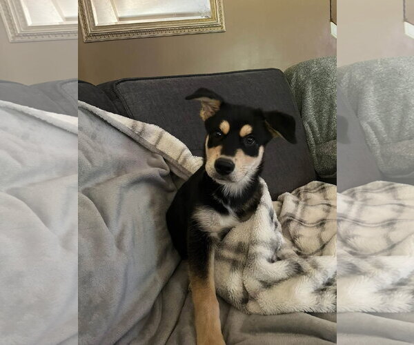 Medium Photo #4 Siberian Husky-Unknown Mix Puppy For Sale in Germantown, OH, USA