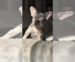 Puppy Puppy 1 French Bulldog