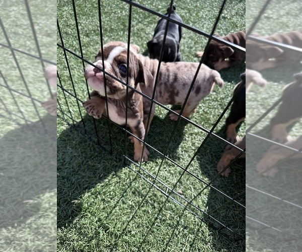 Medium Photo #9 Bulldog Puppy For Sale in LAS VEGAS, NV, USA