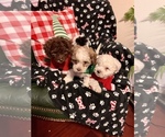Small Photo #4 ShihPoo Puppy For Sale in SPRING VALLEY, CA, USA