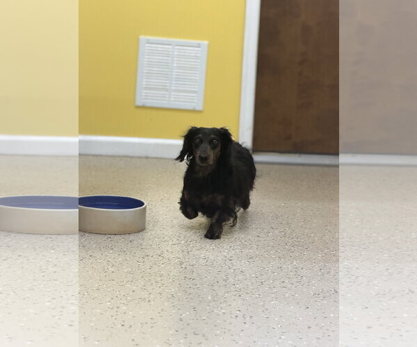 Medium Photo #2 Dachshund Puppy For Sale in York, SC, USA