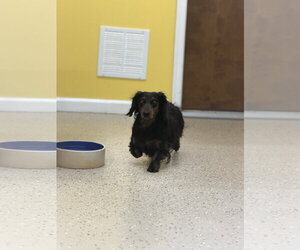 Bear - Male Dachshund Dog for Adoption - Photo #2