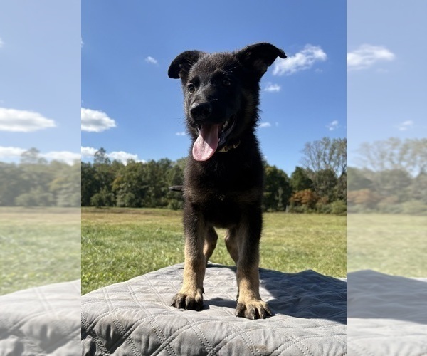 Medium Photo #34 German Shepherd Dog Puppy For Sale in SUMPTER TWP, MI, USA