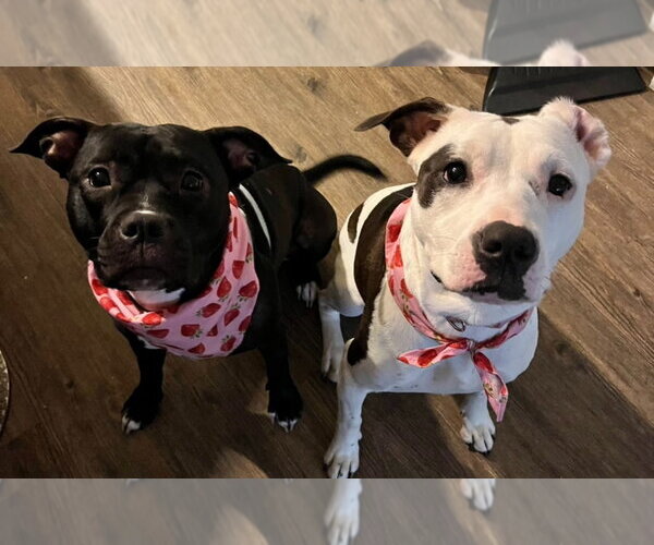 Medium Photo #2 American Pit Bull Terrier-Unknown Mix Puppy For Sale in Dana Point, CA, USA
