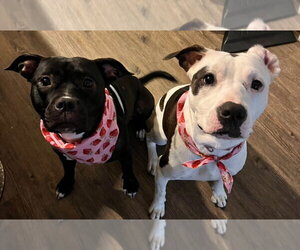 Stella - Female American Pit Bull Terrier-Unknown Mix Dog for Adoption - Photo #2