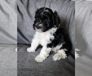 Schnauzer (Miniature) Puppy for sale in STRASBURG, VA, USA