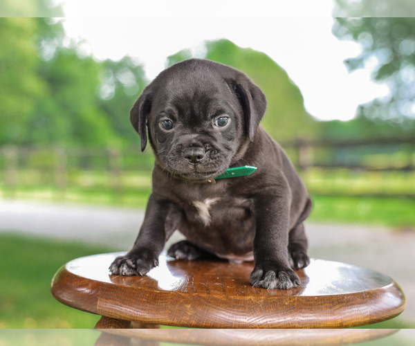 Medium Photo #1 Jug-Unknown Mix Puppy For Sale in LIBERTY, KY, USA