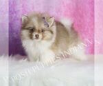 Small Photo #2 Pomeranian Puppy For Sale in WARSAW, IN, USA