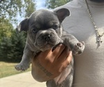 Puppy Puppy 4 Nickle French Bulldog