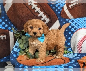 Cock-A-Poo Puppy for sale in NOTTINGHAM, PA, USA