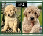 Small Photo #6 Goldendoodle Puppy For Sale in BOKOSHE, OK, USA