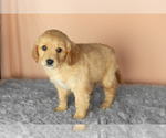 Small #2 Golden Cavadoodle