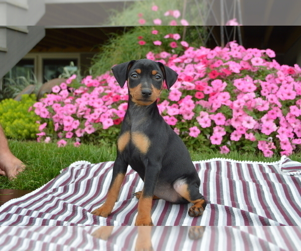 Medium Photo #2 Miniature Pinscher Puppy For Sale in PARADISE, PA, USA