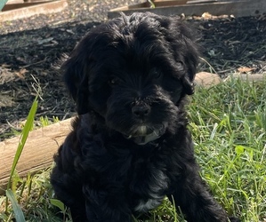 Bichpoo-Poodle (Toy) Mix Puppy for sale in BUNCOMBE, IL, USA