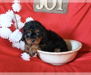 Cavapoo Puppy for sale in SUGARCREEK, OH, USA