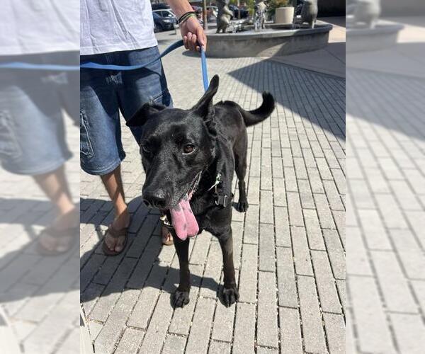 Medium Photo #2 German Shepherd Dog Puppy For Sale in Santa Barbara, CA, USA