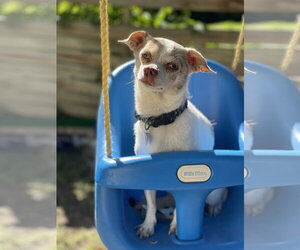 Chihuahua-Unknown Mix Dogs for adoption in St. Louis Park, MN, USA