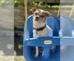 Cuyon - Male Chihuahua-Unknown Mix Dog for Adoption - Small photo