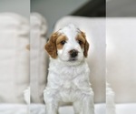 Puppy Edmund Bernedoodle