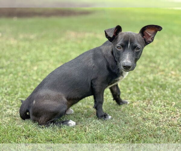 Medium Photo #6 Dachshund-Unknown Mix Puppy For Sale in PIPE CREEK, TX, USA