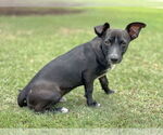 Small #5 Dachshund Mix
