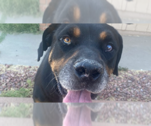 Maxwell - Male Rottweiler Dog for Adoption - Photo #5