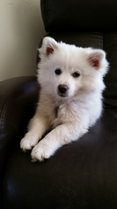 American Eskimo Dog Puppy for sale in CITRUS HEIGHTS, CA, USA
