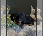 Puppy Minnie Dachshund