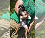 Small #1 Miniature Australian Shepherd