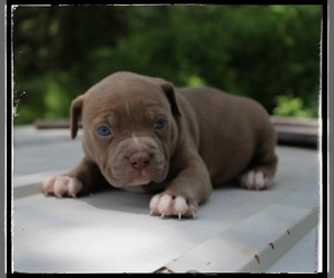 American Bulldog Puppy for sale in BROOKHAVEN, MS, USA