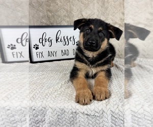 German Shepherd Dog Puppy for sale in INDIANAPOLIS, IN, USA