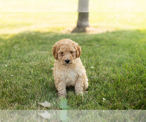 Goldendoodle-Poodle (Miniature) Mix Puppy for sale in BREMEN, IN, USA