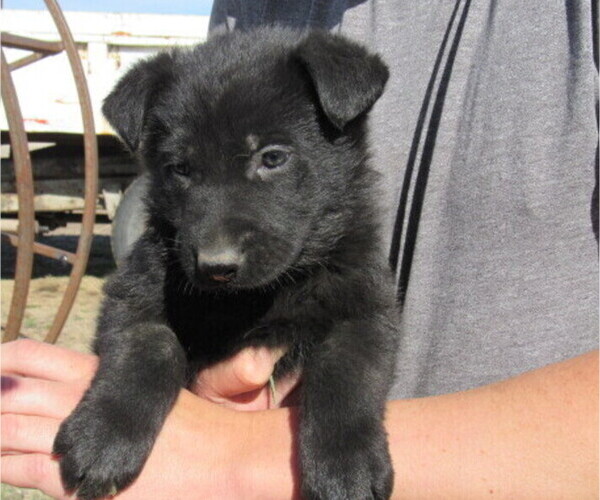 Medium Photo #1 German Shepherd Dog Puppy For Sale in COLUMBUS, NE, USA