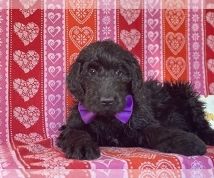 Goldendoodle Puppy for sale in LANCASTER, PA, USA