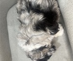 Small #17 Sheepadoodle