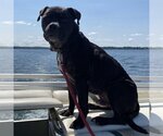 Small #2 American Pit Bull Terrier