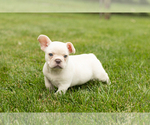 Small #2 French Bulldog