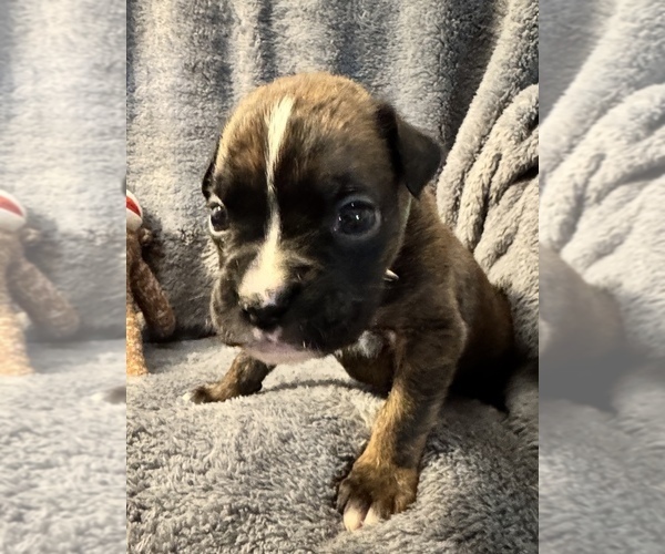Medium Photo #2 Boxer Puppy For Sale in LANSING, MI, USA
